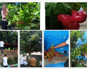 Panen Buah